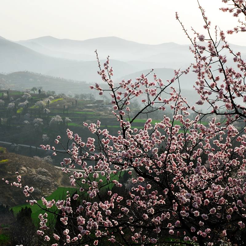 古树开花春意浓 河南新密将于3月16日举办杏花节