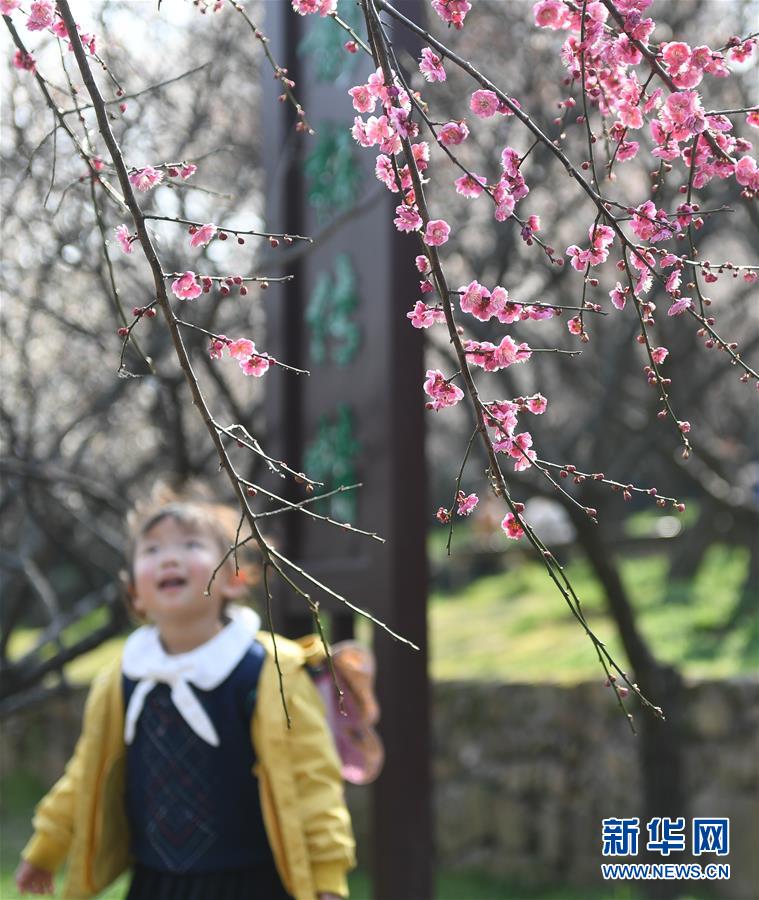 享受春日美好时光 游人苏州香雪海里赏花寻春