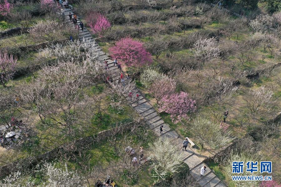 （社会）（3）江苏苏州：香雪海里赏花寻春